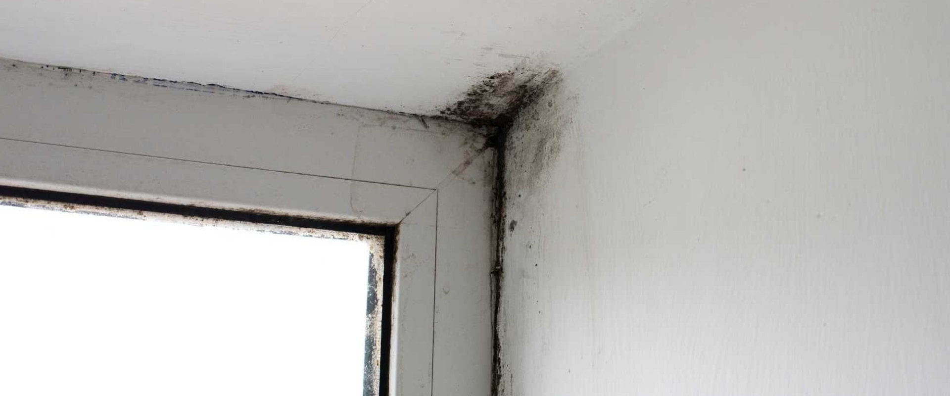 Taking Action Against Mold: A Guide To Effective Removal Post-Inspection In Your Metro New Orleans Home