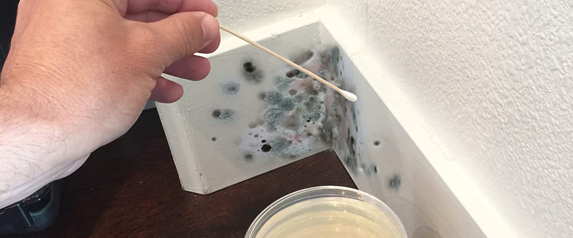 Where to check for mold in house?