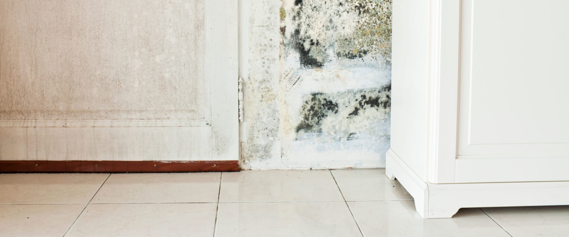 How do mold inspectors find mold?
