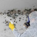How much mold inspection?