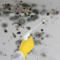 Do i really need mold remediation?