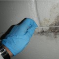 Why mold testing?