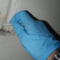 Who pays for mold inspection?